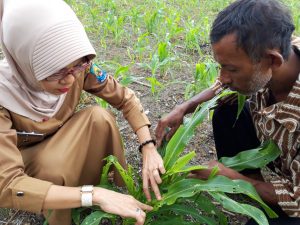 Waduh, Ada Ulat Spodoptera Serang Tanaman Jagung di Jeneponto.