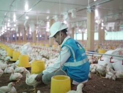Gunakan Listrik PLN, Peternak Ayam di Gowa Hemat hingga 30%