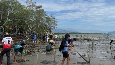 Konservasi Alam: Pemuda Toraja Laksanakan Penanaman Mangrove di Pantai Labombo Palopo