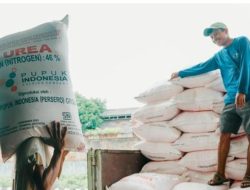 Menkop Budi Arie: Koperasi Akan Terlibat dalam Penyaluran Pupuk Subsidi ke Petani