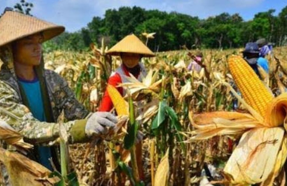 Harga Jagung 2025