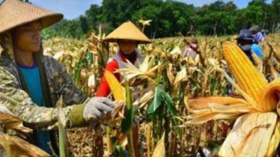 Harga Jagung Di Petani Resmi Naik Rp 5.500/Kg