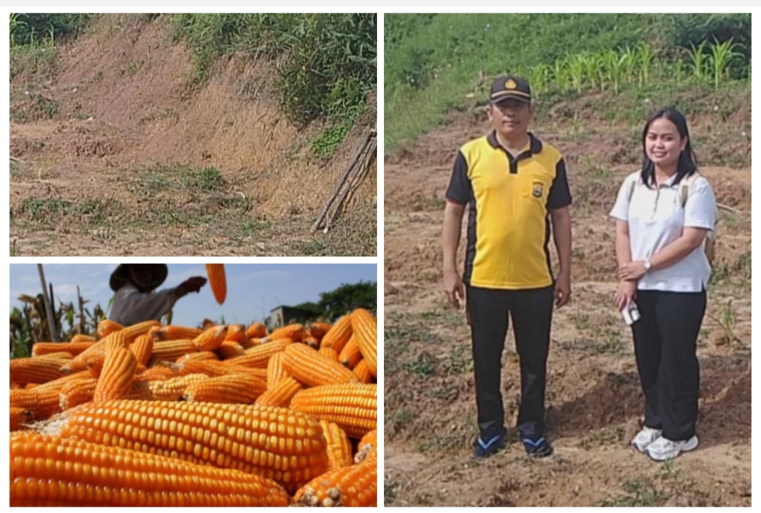 Dukung Ketahanan Pangan, Polres Toraja Utara Gandeng Perumda Mekar Sejahtera Kembangkan Pertanian Jagung