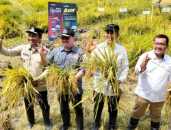 Dukung Ketahanan Pangan Nasional, DPR RI dan Bulog Gelar Panen Raya di Luwu Utara