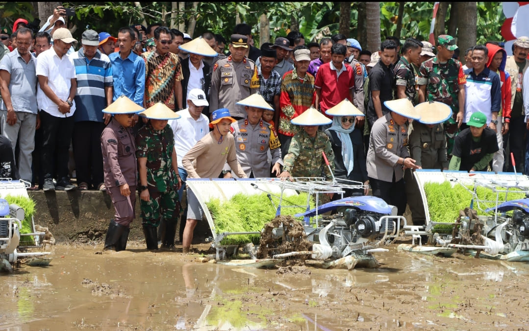 Kapolda Sulsel dan Gubernur Panen Raya Padi Serentak di Bone, Dukung Ketahanan Pangan