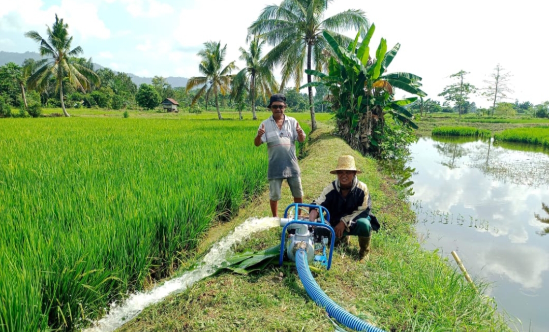 Birokrasi Bulog di Luwu Utara Dinilai Rumit, Petani Sulit Jual Gabah