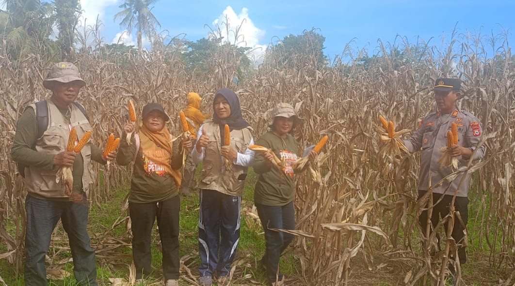 Polsek Walenrang Panen Jagung Bareng Petani, Dukung Ketahanan Pangan Nasional