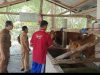 Jelang Idul Kurban, Wabah PMK Merebak di Luwu Utara, Dinas Pertanian Turun Tangan