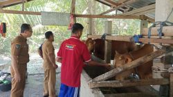 Jelang Idul Kurban, Wabah PMK Merebak di Luwu Utara, Dinas Pertanian Turun Tangan