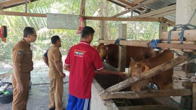 Jelang Idul Kurban, Wabah PMK Merebak di Luwu Utara, Dinas Pertanian Turun Tangan