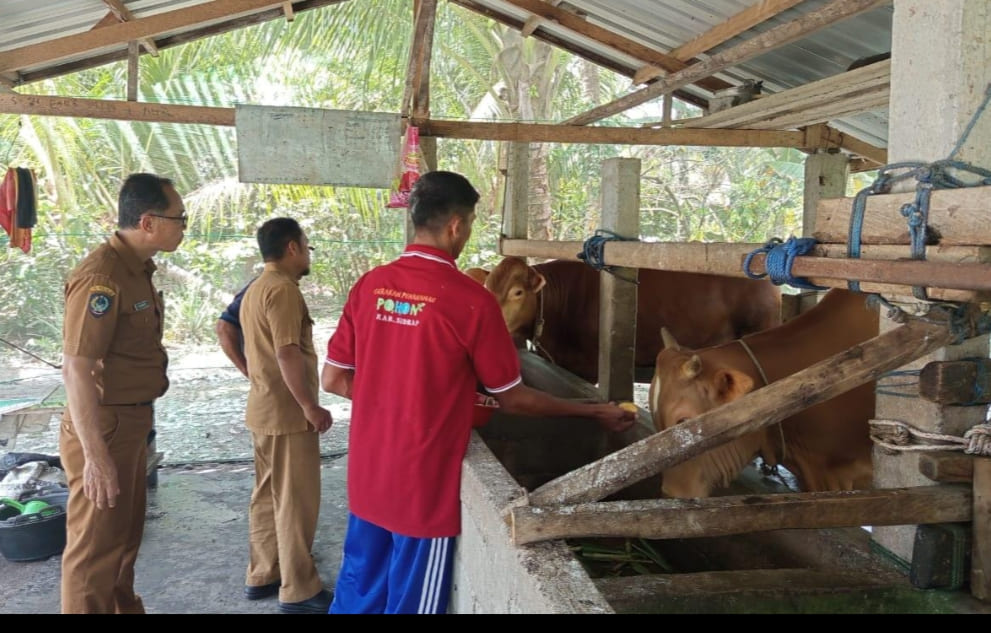 Jelang Idul Kurban, Wabah PMK Merebak di Luwu Utara, Dinas Pertanian Turun Tangan