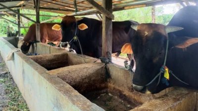 Jelang Idul Adha 1446 H, Permintaan Sapi Kurban di Minahasa Utara Anjlok Drastis