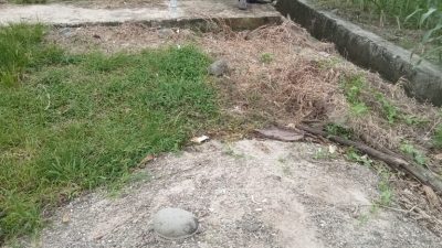 Pembangunan Saluran Air Irigasi Persawahan Desa Arpal Jeneponto, Diduga Tak Sesuai Spesifikasi Teknis