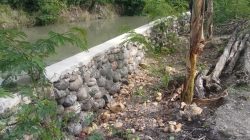 Proyek Pembangunan Tanggul Sungai di Desa Palajau, Diduga  Menyalahi Bestek