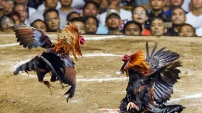 Viral  Curhat Ibu Rumah Tangga di Toraja Utara Soal Dampak Judi Sabung Ayam, Minta Aparat Bertindak Tegas