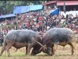 Perjudian di Toraja Utara Makin Menggila, Warga: ‘Kami Heran, Aparat Diam Saja’