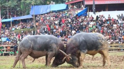 Perjudian di Toraja Utara Makin Menggila, Warga: ‘Kami Heran, Aparat Diam Saja’