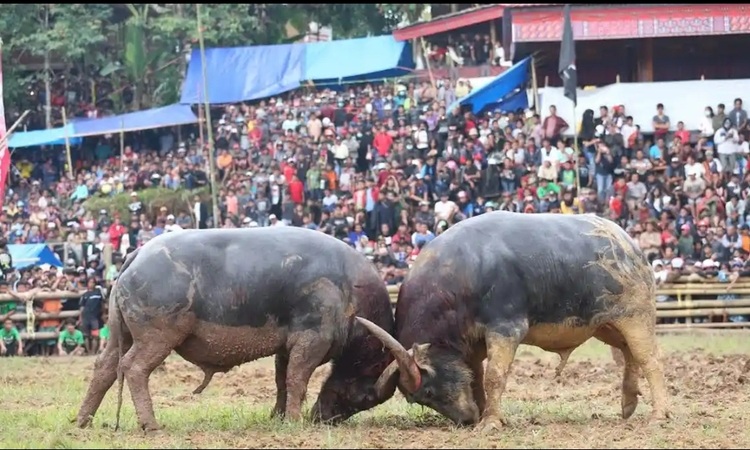 Perjudian di Toraja Utara Makin Menggila, Warga: 'Kami Heran, Aparat Diam Saja'