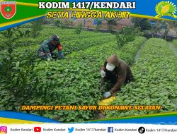 Tingkatkan Ketahanan Pangan, Babinsa Ranomeeto Dampingi Petani Sayur di Konawe Selatan